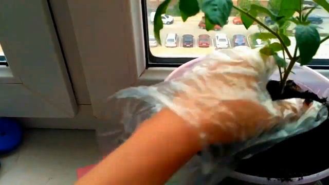 Балконные томаты Ухаживаем правильно смотреть онлайн
