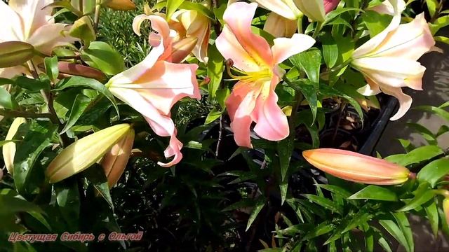 Садовый рай/ Саженцы.Рассада/Садовые цветы смотреть онлайн