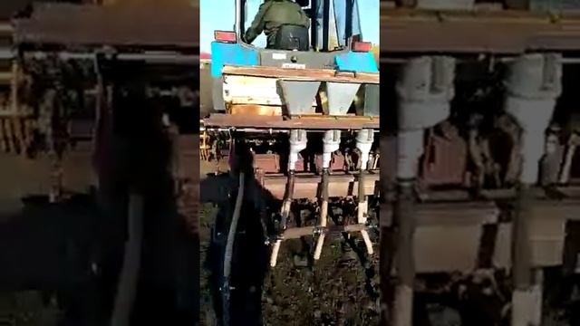 Посев семян чеснока (бульбочек 31.10.2021) смотреть онлайн