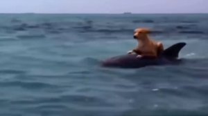 Demis Roussos - "Follow Me" (Dolphin and Dog - Let's be Friends).