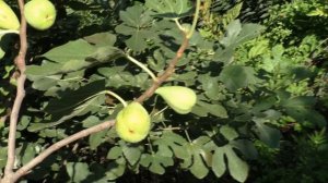 Инжир Далматский основной урожай