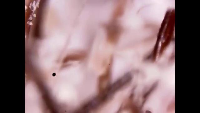 ЖЕСТЬ! Так выглядит сбритая щетина | Macro | Увеличение 80х смотреть онлайн