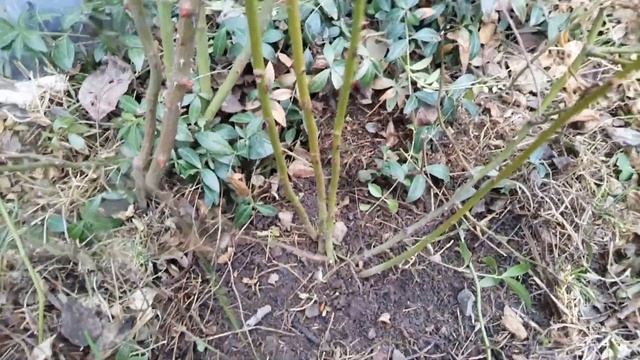 Весенняя обрезка сорта Лавандер Дрим в форме низкорослого аккуратного кустa (шраба). смотреть онлайн