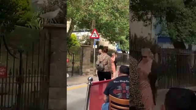 воровка смотреть онлайн