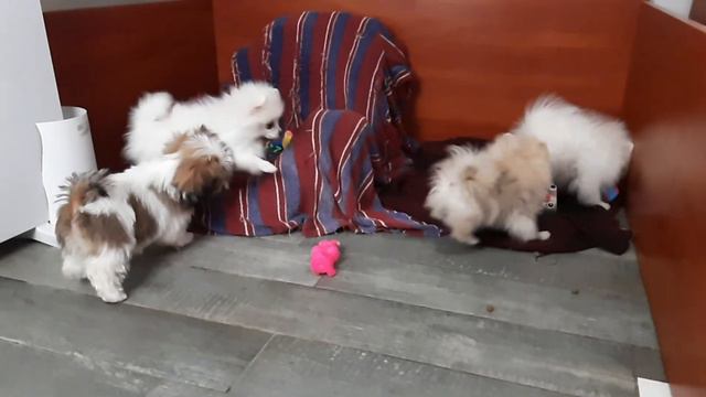 Шпиц Померанский: маленький, но сильный. смотреть онлайн