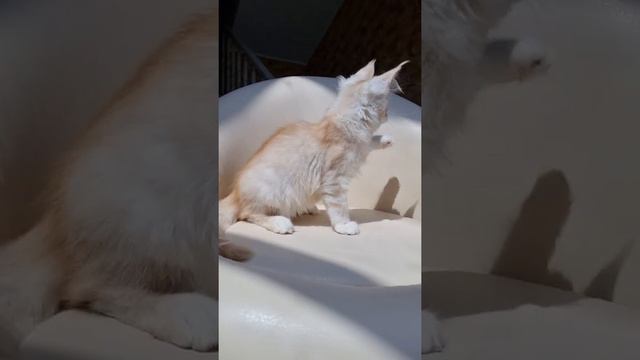 Tiffany Mos Lakshestar 2 месяца 20 дней. Котенок мейн кун. смотреть онлайн