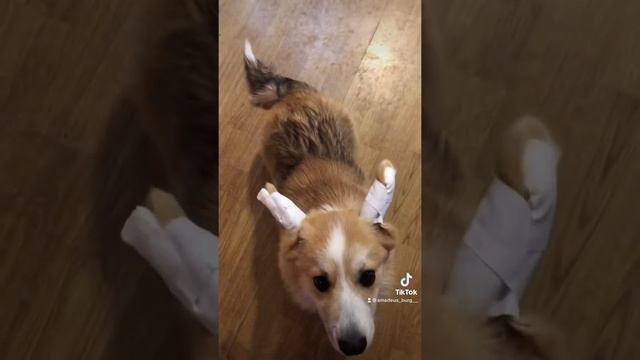 Как поставить уши щенку вельш корги. смотреть онлайн