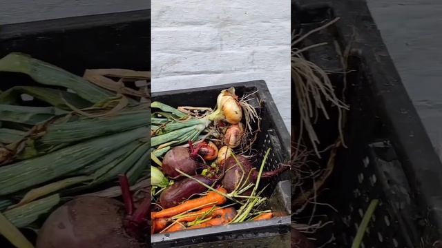 Закрытие огородного сезона 2023 года. Вспомним, какой он был.