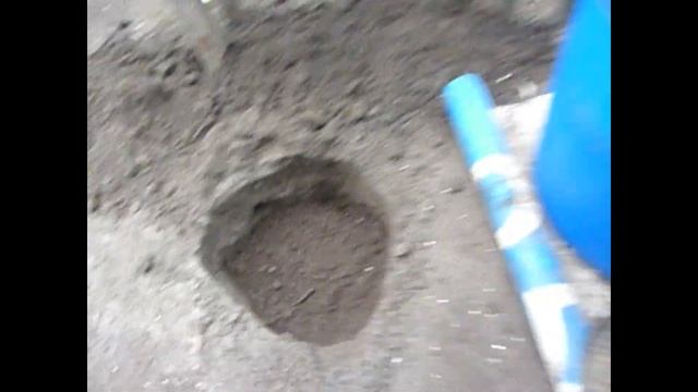 Пересадка Цитрусов в грунт в теплице. Грунт для цитрусов смотреть онлайн