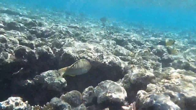 snorkeling in the Redsea.sharm El sheikh Egypt.Sharks bay. смотреть онлайн