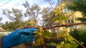 применение гиббереллина для увеличения грозди винограда .