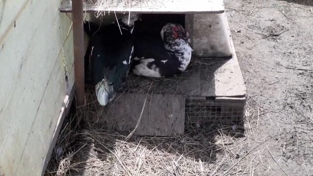 Как узнать, когда утка сядет на яйцо? Собираю яйцо//Проверяю оплод... смотреть онлайн