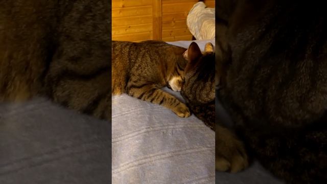 Мой способ отличить близнецов.?? смотреть онлайн