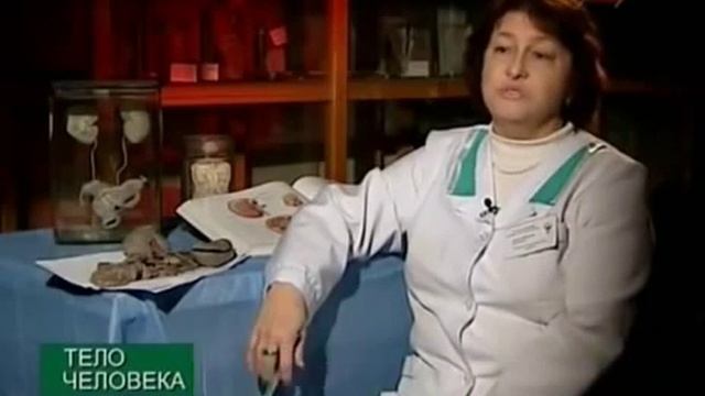 Почки человека - строение и функции смотреть онлайн
