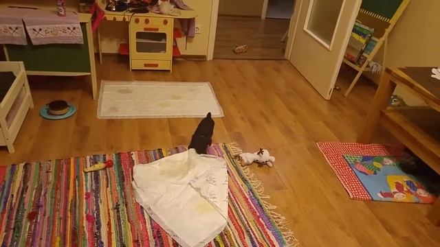 Цвергшнауцер черный маленький щенок (02) смотреть онлайн