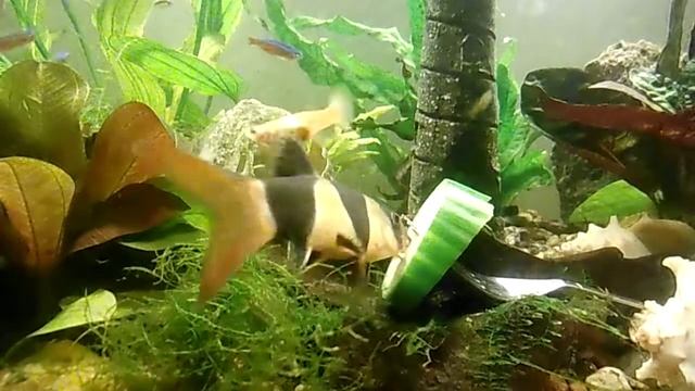 Clown Loaches (Chromobotia macracanthus) eating cucumber смотреть онлайн