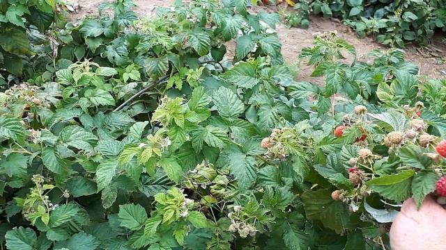 Ремонтантная малина Пингвин. Обзор плодоношения . смотреть онлайн