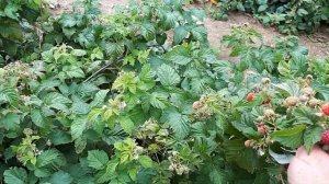 Ремонтантная малина Пингвин. Обзор плодоношения .