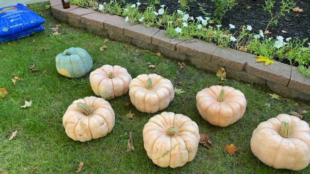 Fall Porch Decor Inspo! (Fairytale Pumpkins & Fall Urn Planters) Fall Front Porch Decorate with Me! смотреть онлайн