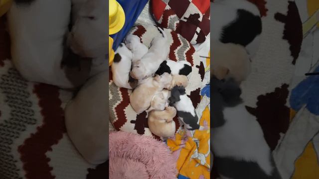 щенки чихуахуа,сладкие малыши , Кастропуло Крым Симферополь купить продам щенков Мини собачки смотреть онлайн