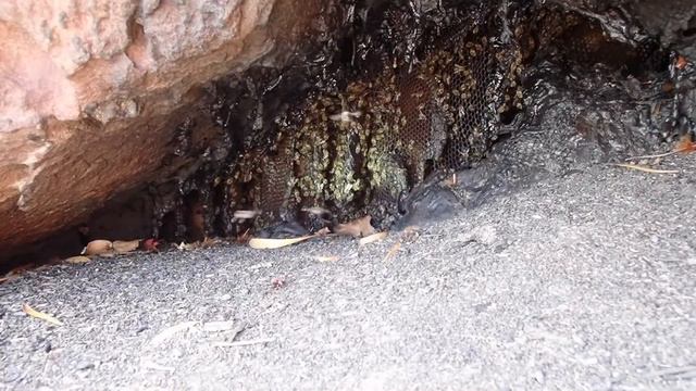 The Fire Bees смотреть онлайн