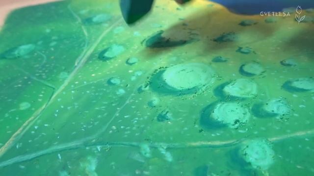 Роса, капли воды сухой пастелью | Soft Pastels gallery by mungyo смотреть онлайн