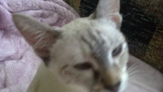 Кошачьи сны смотреть онлайн