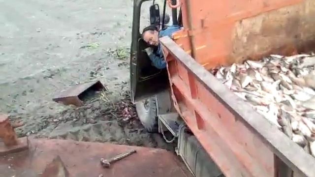А мы,живущие рядом с рыбой,где запрещают ловить нам,покупаем рыбу в три цены смотреть онлайн