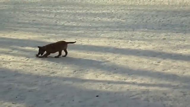 Малинуа Love & Spirit Pita. 3 месяца. смотреть онлайн