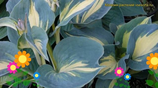 Хоста гибридная Дрим Квин. Краткий обзор, описание характеристик hosta hybrida Dream Queen смотреть онлайн