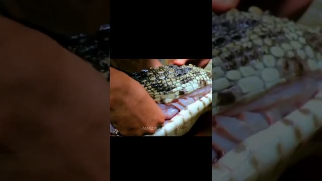 Невероятные находки в желудке Крокодила. Incredible find in the stomach of a Crocodile. смотреть онлайн