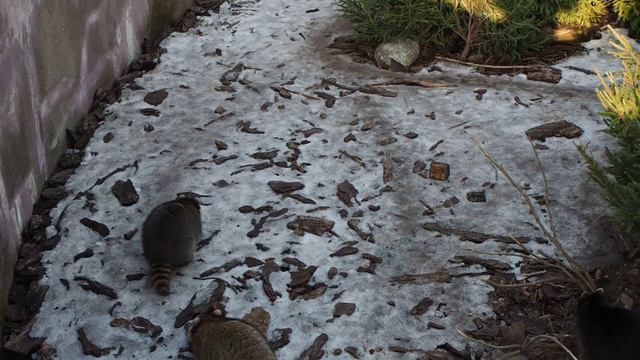 Еноты калининградского зоопарка (28.01.2017) смотреть онлайн