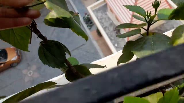 my gardening|| orange joba смотреть онлайн