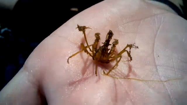 Необычный краб смотреть онлайн