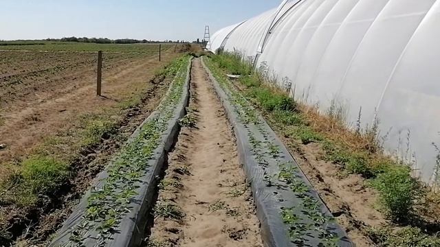 Паутинный клещ на клубнике смотреть онлайн