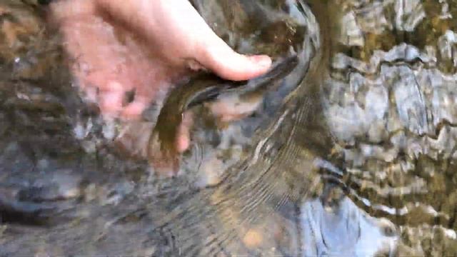 Coosa Redeye Bass смотреть онлайн
