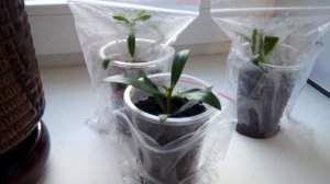 Как размножить цветок ОЛЕАНДР!