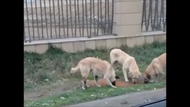 КАК Я ПОЕХАЛА ЗА ЕЛКОЙ смотреть онлайн