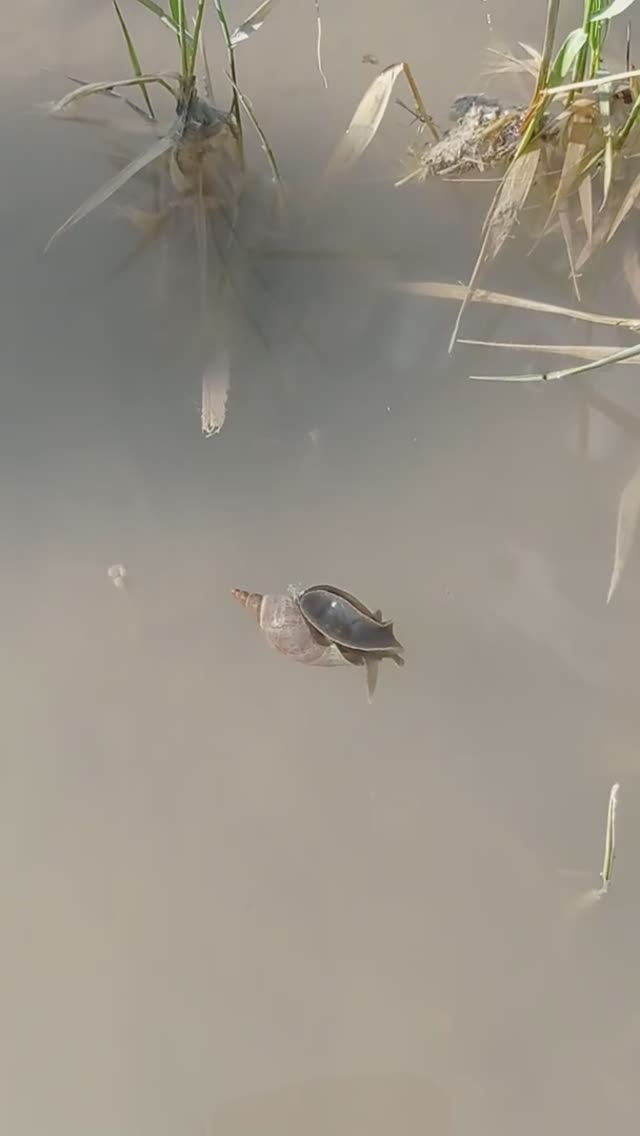 Чудо - юдо рыба - кит? смотреть онлайн