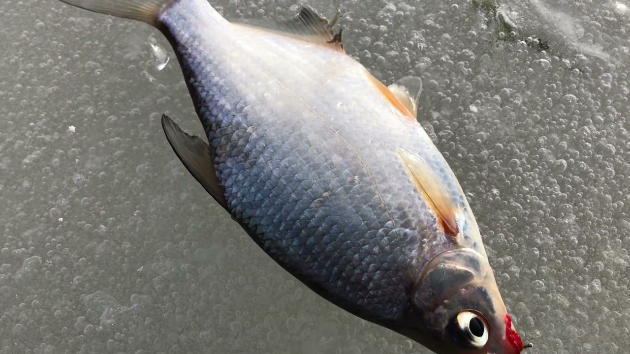 Весенняя рыбалка на ОКЕ Рыбалка на вертолеты смотреть онлайн