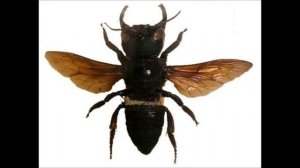 Гигантская пчела Уоллеса (эволюция или сотворение)