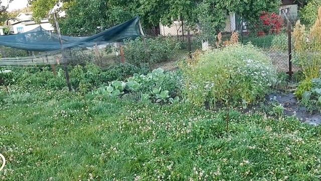 Как вкусно приготовить морепродукты ? Белые коты?История смены пола? смотреть онлайн