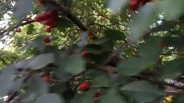 Вишня "Норд стар" и "Шпанка ". смотреть онлайн