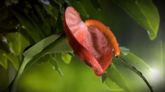 Pink Anturium Flower Rain and Relaxing Music 🎶 смотреть онлайн