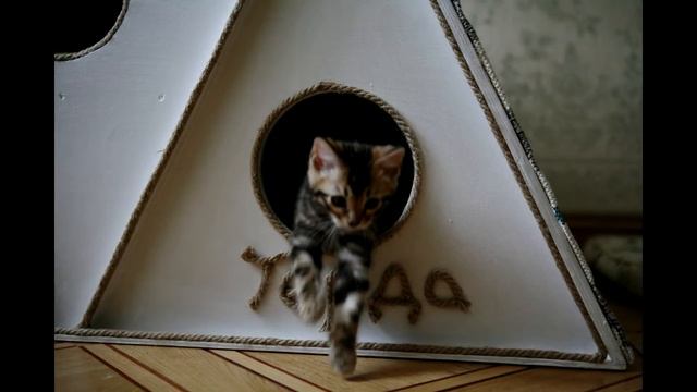 Домик для котят своими руками смотреть онлайн