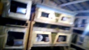 Курятник и крольчатник