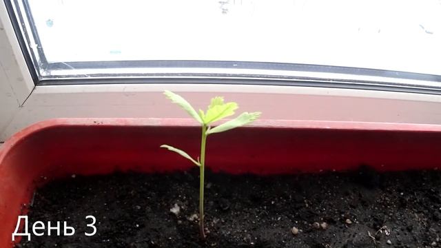 Как растет дуб из желудя. Sony AS300. Timelapse 4K. смотреть онлайн