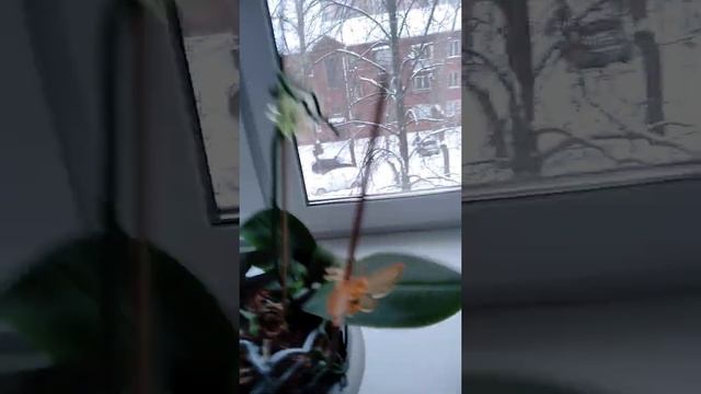 переезд орхидей из Екатеринбурга и в Воронеж зимой. часть 7 распаковка смотреть онлайн