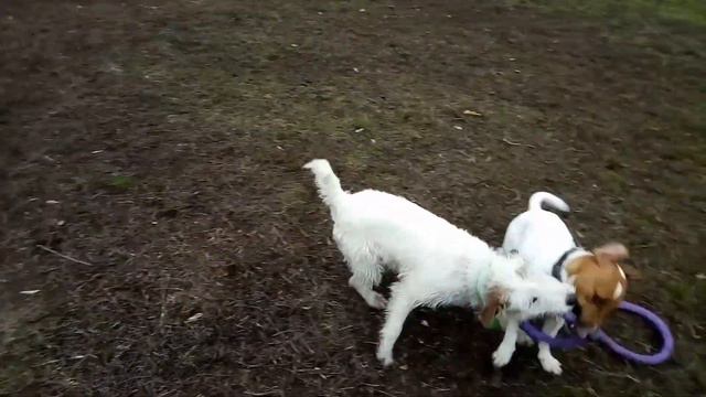 Немо, Вента и Пуллер))) смотреть онлайн