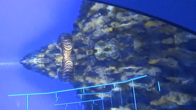 ДЕЛЬФИНАРИЙ смотреть онлайн